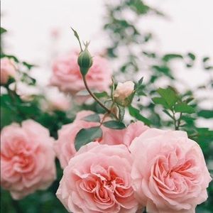 Meet your Posher, Zi